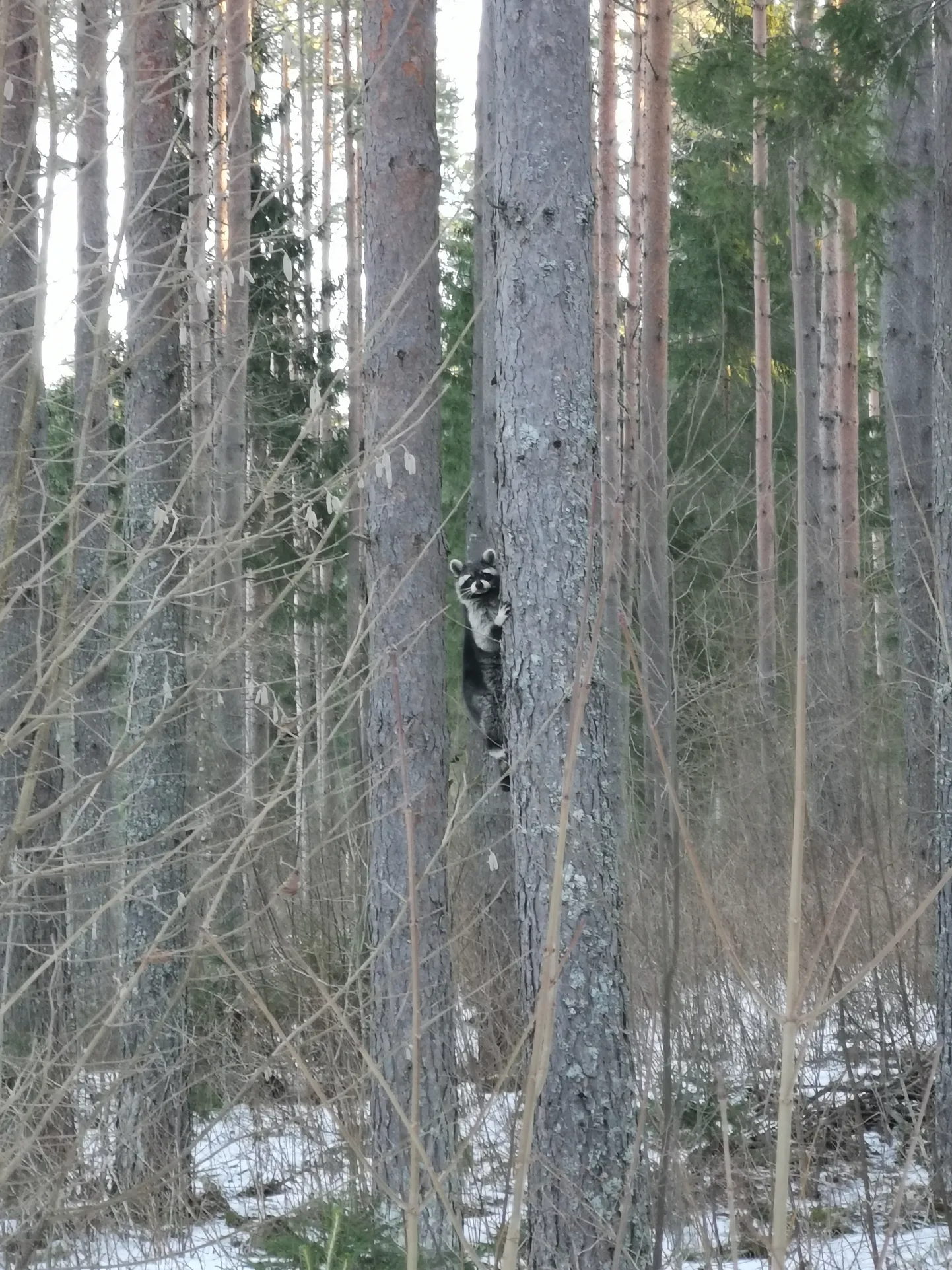 Енот в лесу Камбья.